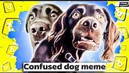 Confused dog meme. Awkwardly Dogs