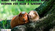 What You Need to Know About Guinea Pig Size and Weight
