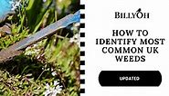 How to Identify Most Common UK Weeds (Updated) | BillyOh