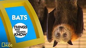 Cool Facts About Bats | Things You Wanna Know