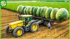 How Are 100 Million Tons Of Watermelons Harvested? Agriculture technology