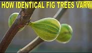 How Identical Fig Trees Can Vary: Two Martinenca Rimada Figs