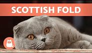 SCOTTISH FOLD CAT BREED 🐱 Characteristics, Care and Health 🐾
