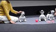 Aibo demonstration [RAW VIDEO]