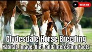 Clydesdale Horse Breeding - Habitat, Image, Diet, and Interesting Facts Horse Breeding Part 2