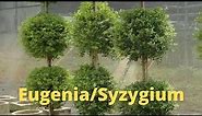 Eugenia or Syzygium Shrub | Syzygium paniculatum | Hardy Hedge or Container Plant