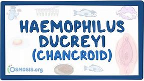 Haemophilus ducreyi (Chancroid) - an Osmosis Preview
