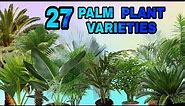27 PALM PLANT /PALM TREE VARIETIES