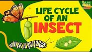 Life of Insects | Life Cycle of a Butterfly | Insects for Kids | Science for Kids