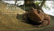 Common Toads | The Complete Guide