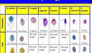 Trichomonads: Trichomonas vaginalis, T. hominis, T. tenax (version 2)