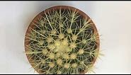Types of Indoor Cactus Plants / Cactus Identification / Identify Your Cactus