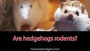 Are Hedgehogs Rodents?