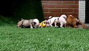 Miniature English bulldog puppies