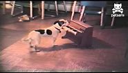 Puppy sings and plays the piano