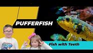 Episode 98: Pufferfish - Fish with Teeth