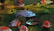 40 Types of Cichlids for Your Aquarium (With Pictures) | Pet Keen