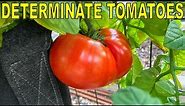 5 Reasons Why DETERMINATE TOMATOES Are BETTER Than Indeterminate