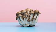 Are Mushrooms Healthy? Here's What Experts Say