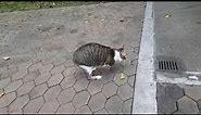 Two legged cat
