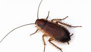 Wood Roach vs Cockroach: How to Tell the Difference