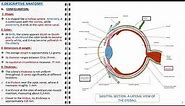 Anatomy of sclera