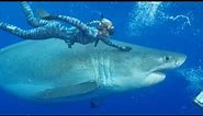 Diver Swims With Record Breaking 20 Foot Great White Shark | Worlds Biggest