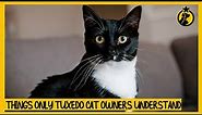 6 Things Only Tuxedo Cat Owners Understand