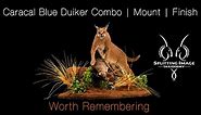Caracal and Blue Duiker Combo | Mounting | Finishing | Splitting Image Taxidermy
