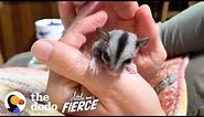 Baby Sugar Glider Figures Out How To Glide | The Dodo Little But Fierce