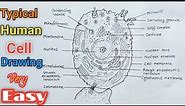 Draw And Label A Typical Human Cell / How to Draw a Human Cell Step by Step