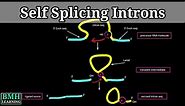 Self Splicing Introns | Group I & group II introns | RNA Self Splicing | Intron Mediated Splicing |