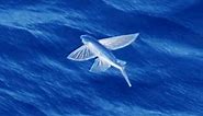 Facts: The Flying Fish