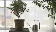 How to Grow Citrus Indoors - Martha Stewart