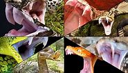 5 Snakes With The Biggest Fangs In The World