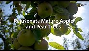 How to rejuvenate mature Apple and Pear trees | Grow at Home | Royal Horticultural Society