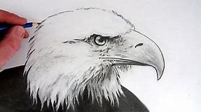 How to Draw an Eagle's Head: TL