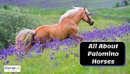 Palomino Horse Facts, Origins & Characteristics (W/ Pictures)