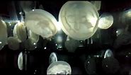 【海遊館】Jellyfish 海月
