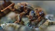 Ant not giving up - Macro Video / Photography - Panasonic Lumix + Raynox DCR-250 - Macro Shots