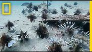 Divers Fight the Invasive Lionfish | National Geographic