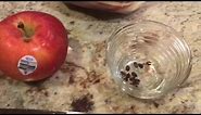 How To Germinate Apple Seeds - The Easy Way!