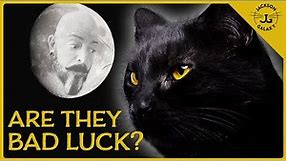 Shocking Black Cat Myths & Superstitions Explained!