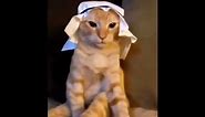 Arabic cat