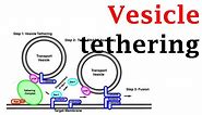 Vesicle tethering