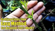 Easy Grafting Citrus Tree For Beginner 100% Work