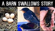 #Birds #America #BarnSwallow Must watch Barn Swallows Story: Nesting, Feeding, Learning how to Fly