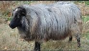 Icelandic Sheep | Ancient Grass Based Genetics