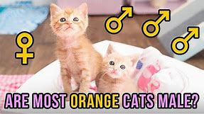 Are Most Orange Cats Male?