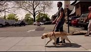 Guide Dog at Work Video